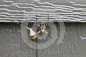 Argiope aurantia spiderÂ 1990